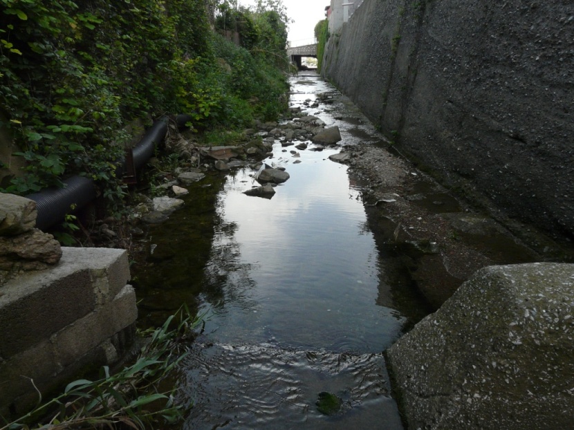 Rio Salivoli (Piombino) - rospi smeraldini in citt!